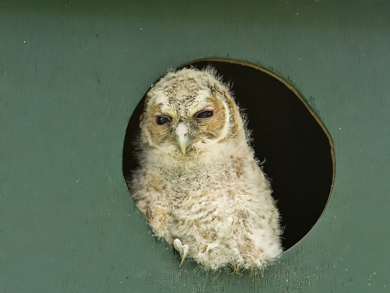 Strix aluco Tawny Owl Bosuil